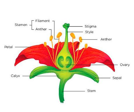 What are sepals? What are their functions?