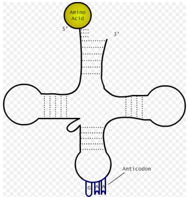 Sketch and label Clover model of T RNA.