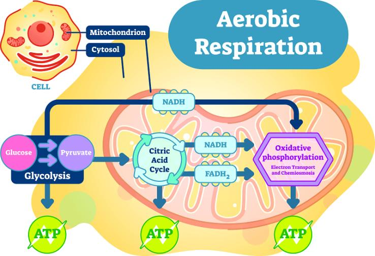 What Stage Of Aerobic Respiration Requires ATP 