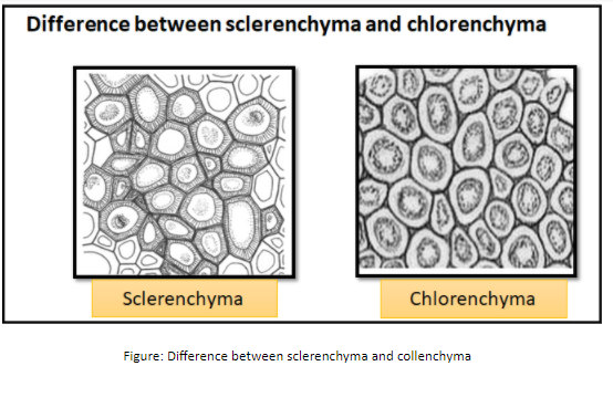 sclerenchyma tissue structure