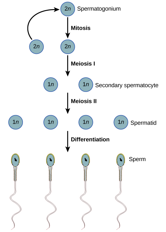 how-many-sperms-are-formed-from-a-secondary-spermatocyte