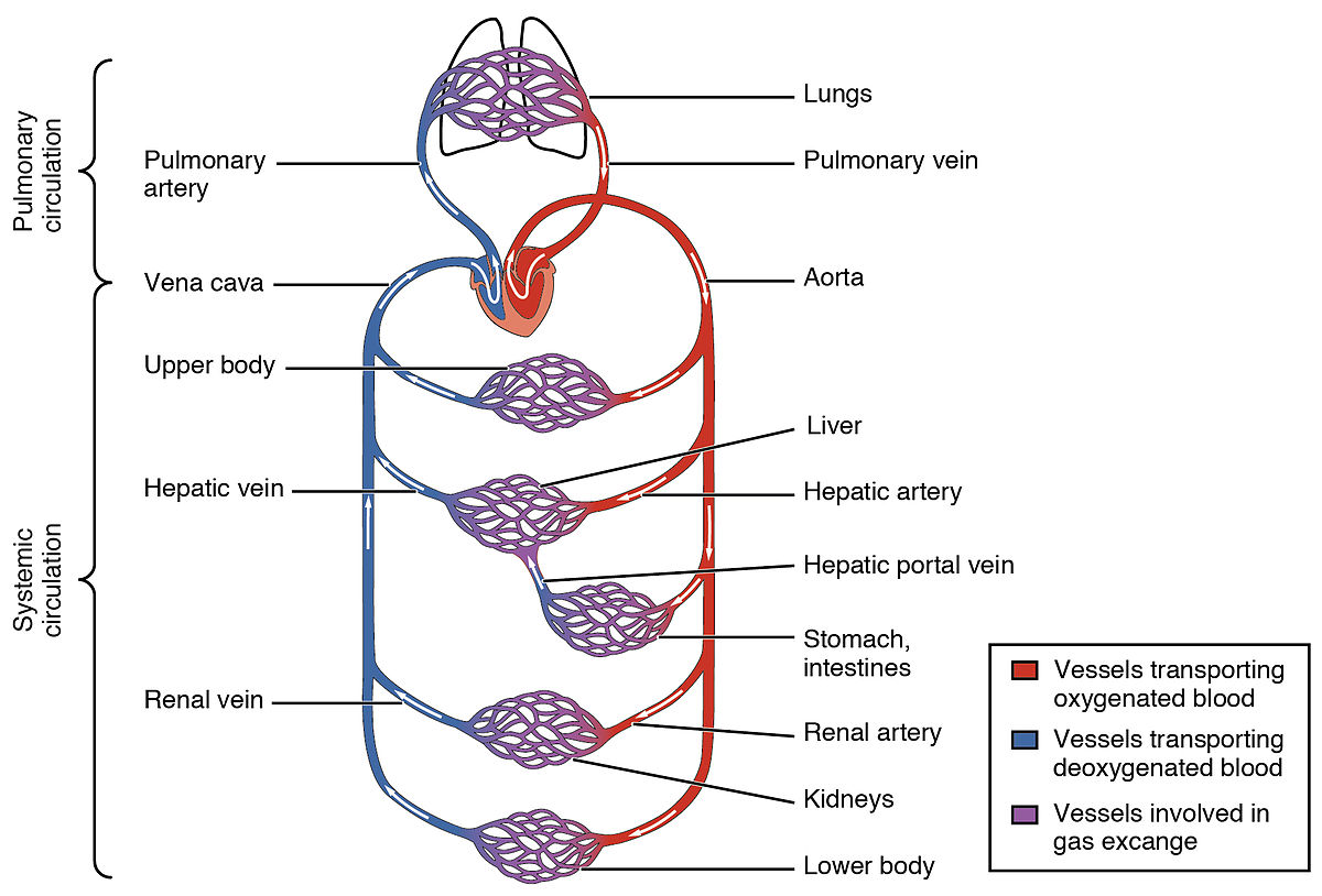 Name the three kinds of blood vessels found in human beings. With the ...