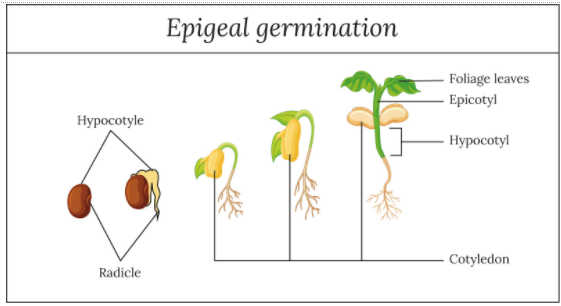 epigeal germination