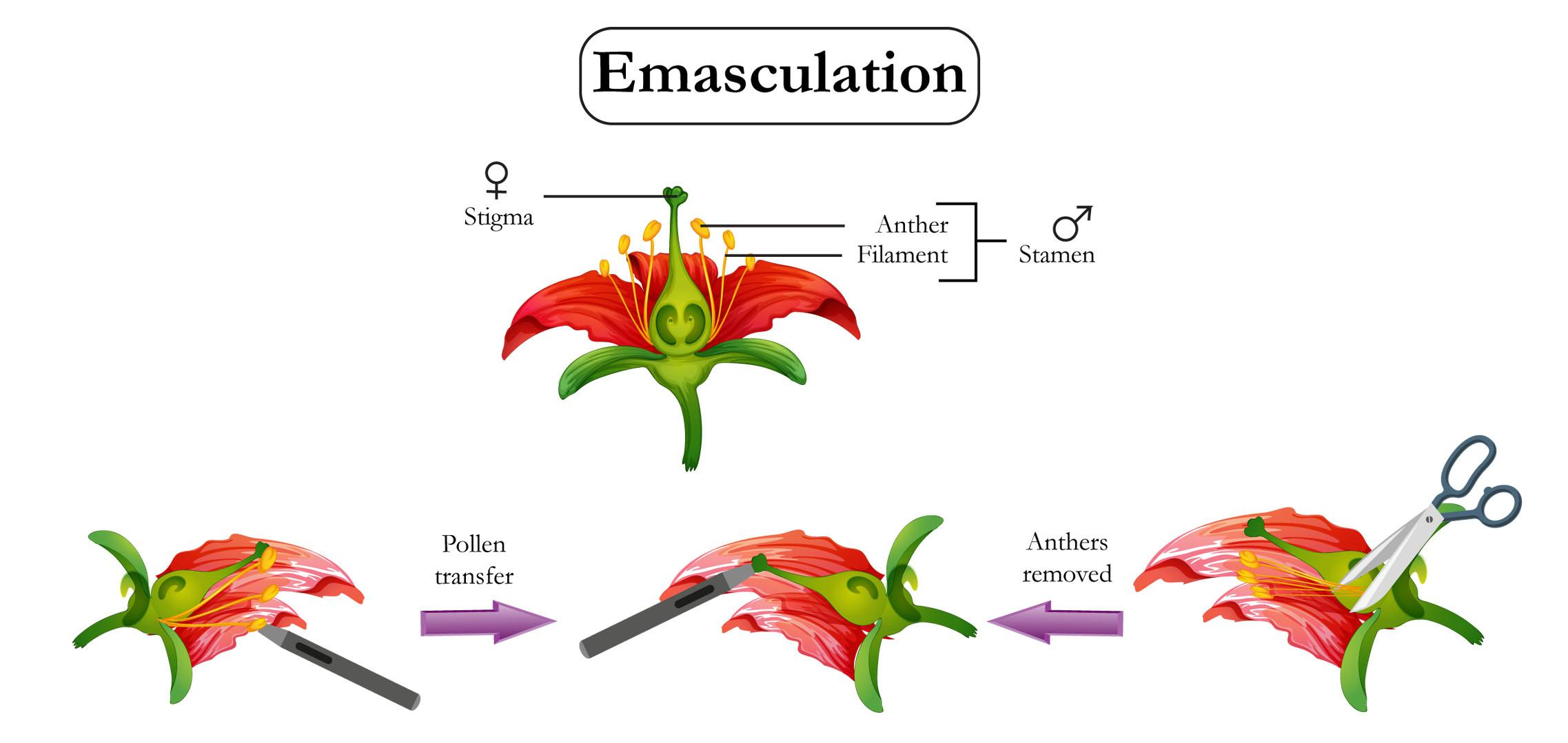 When flowers are unisexual then emasculation is done by(a). Female(b