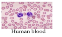 Describe in brief the structure and functions of human blood.