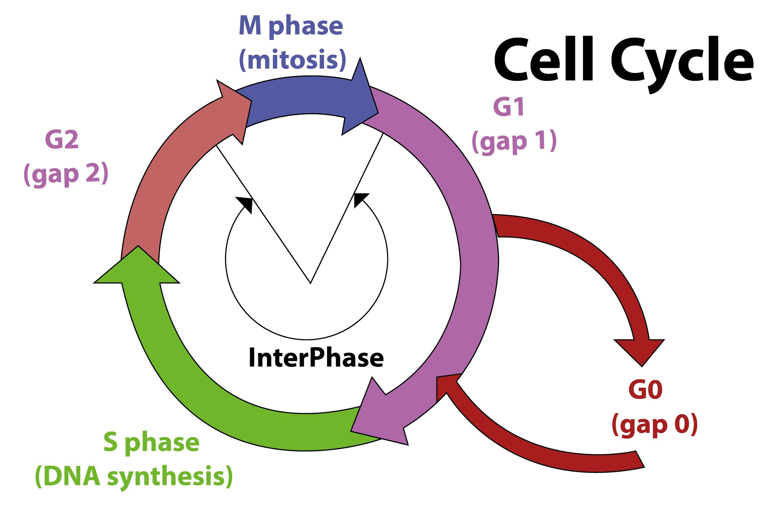 between cycle between