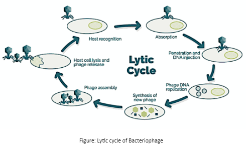 lytic virus labeling