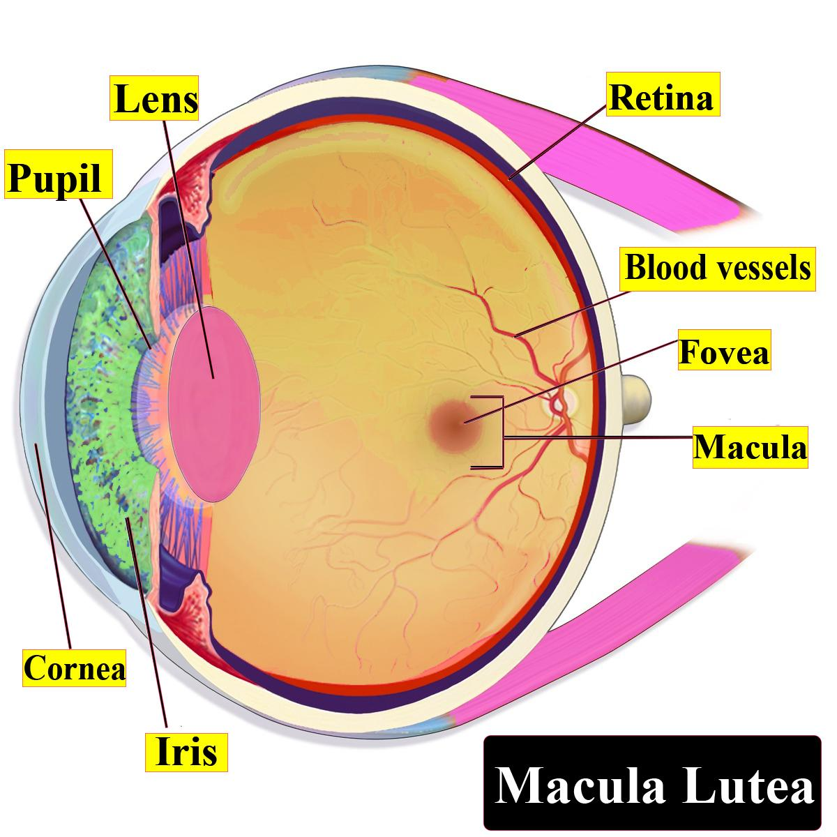 The yellowish pigmented spot at the posterior pole class 11 biology CBSE