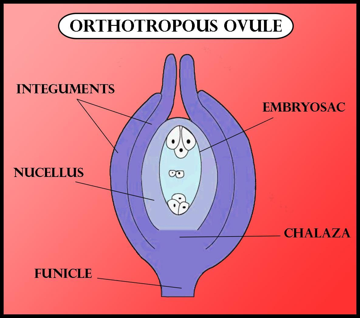 An Orthotropous Ovule Is One In Which Micropyle And Chalaza Are a In 