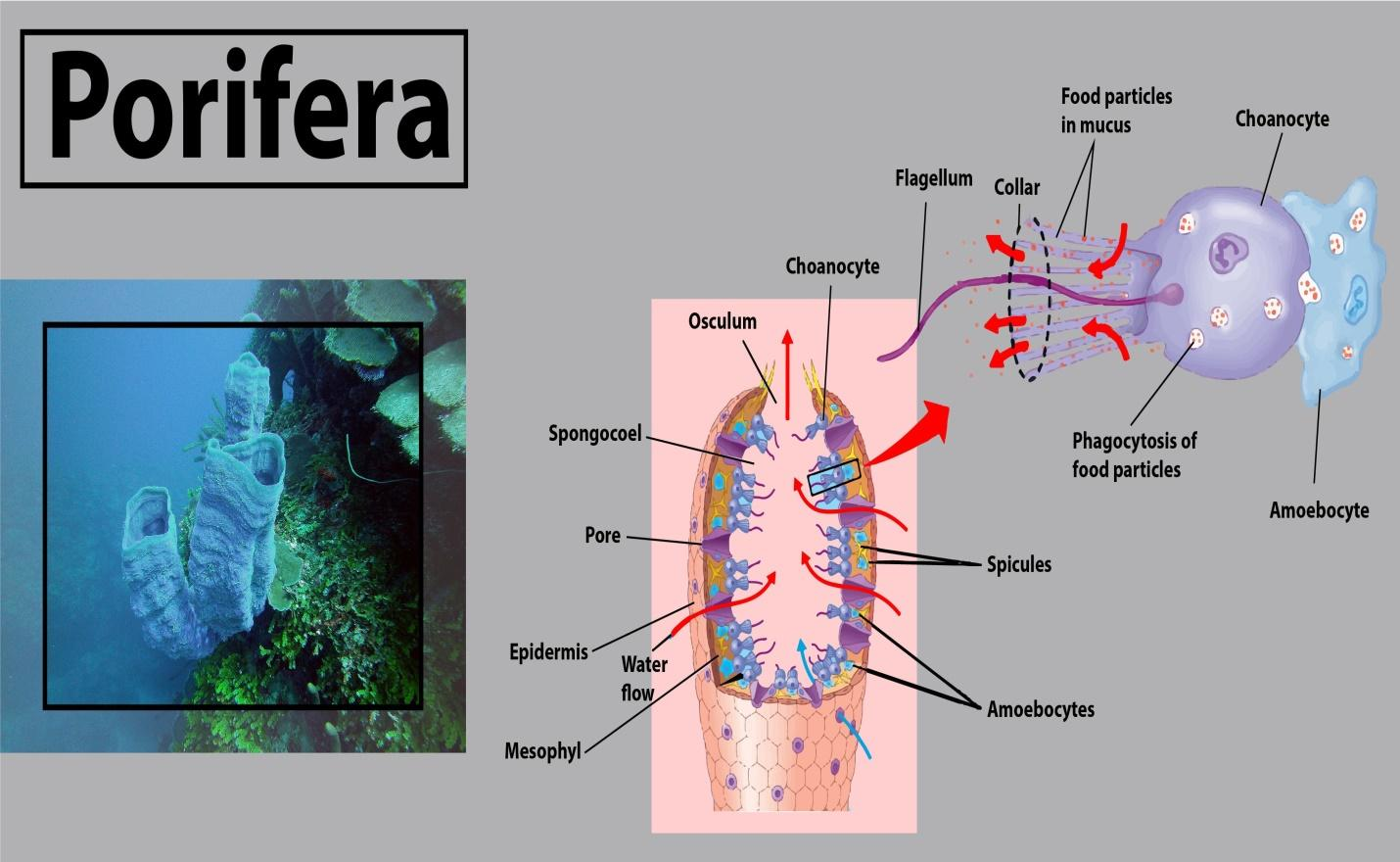 Body having meshwork of cells, internal cavities lined with food filtering flagellated cells and