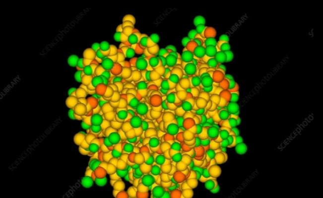 give-examples-of-derived-proteins