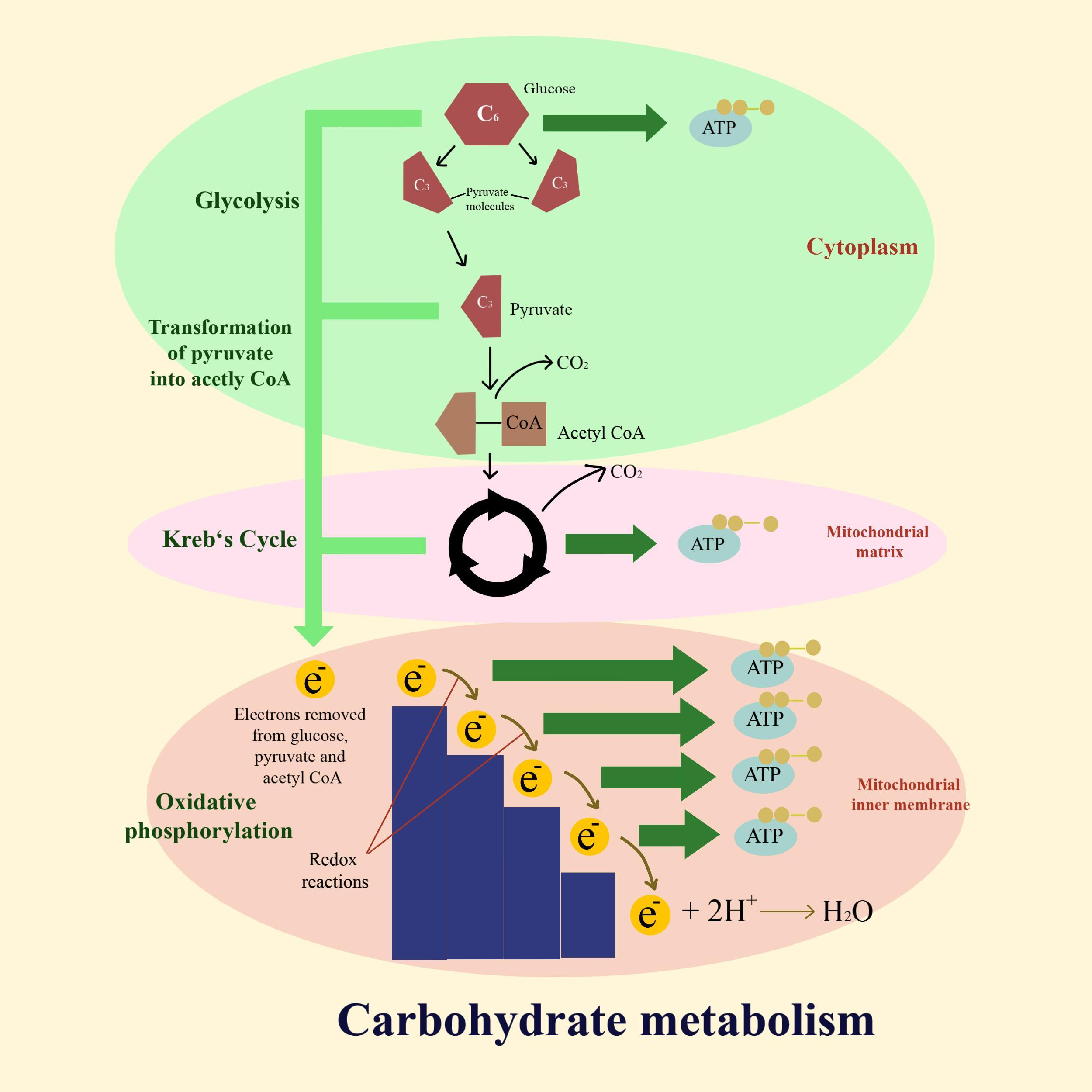 Citric Acid Cycle Is Step In Carbohydrate Metabolism a First b 