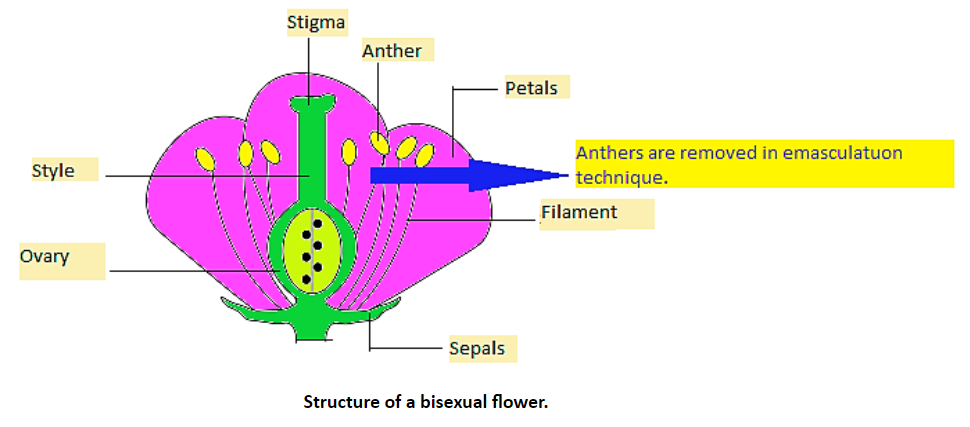 the-process-of-removal-of-anther-from-the-flower-bud-before-it-dehisces