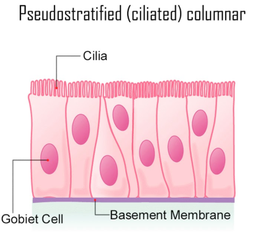 Lining of trachea is made up of _______.A) Simple squamous epitheliumB ...