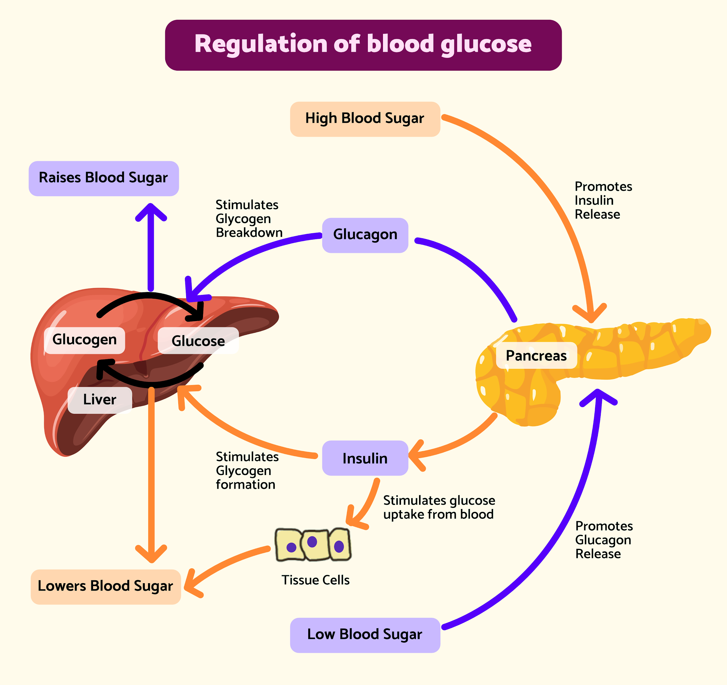 Insulin Biology