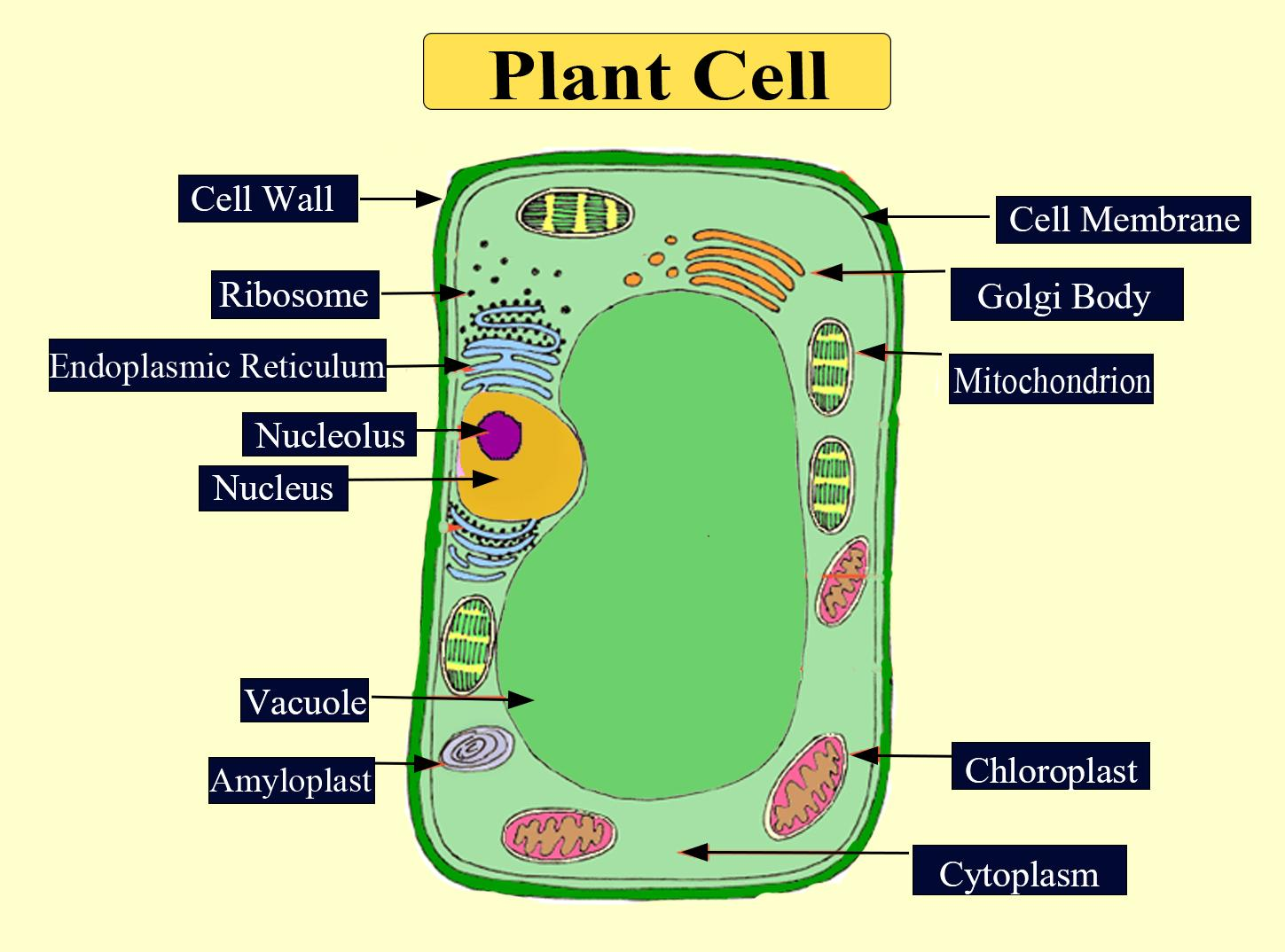 Why Do Plant Cells Need A Cell Wall And Animal Cells Do Not 