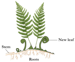 How are ferns more complex than mosses but still less complex than ...