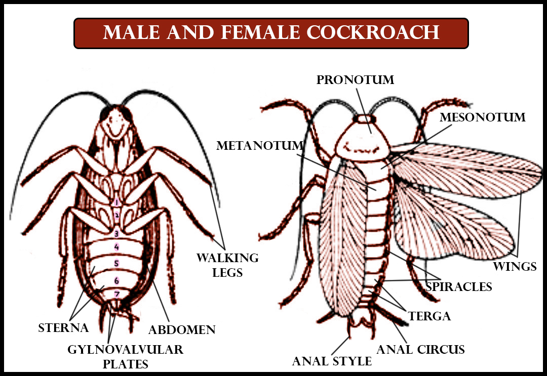 Comment On Sexual Dimorphism In The Cockroach