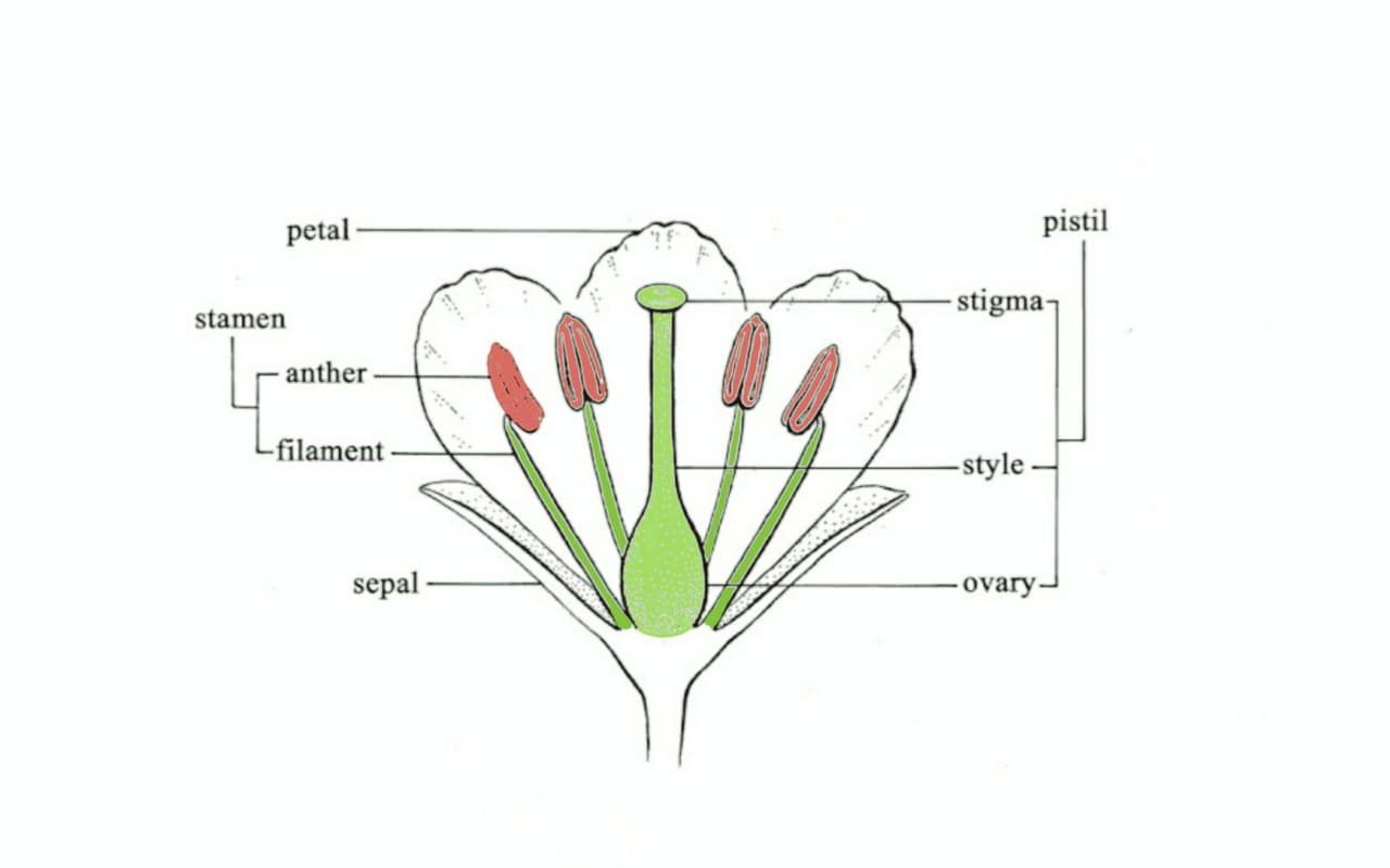 A Flower Which Contains Both Stamen And Pistil Is Called As A Bisexual 