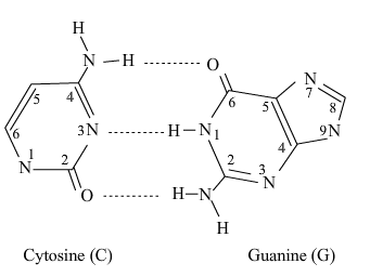 cytosine and guanine