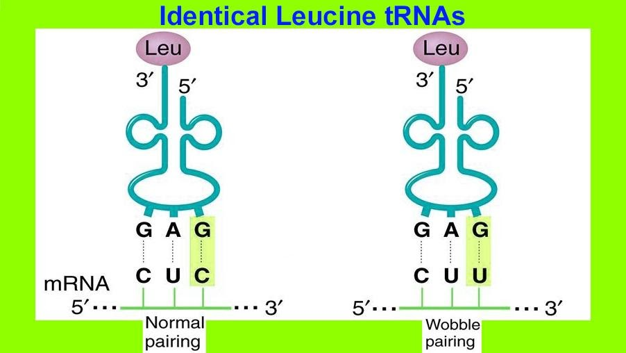 Assertion Wobble Hypothesis Explains The Phenomena Of Multiple Codons 