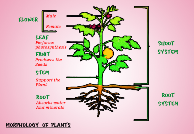 Morphology of flowering plants.