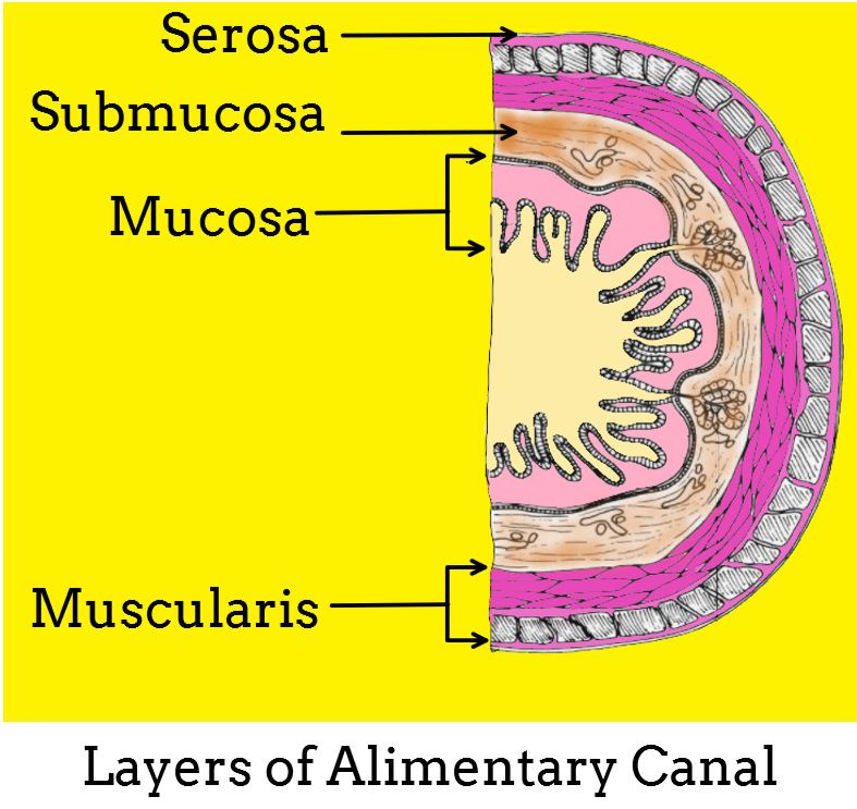 Answer briefly aWhy are villi present in the intestine class 11 biology