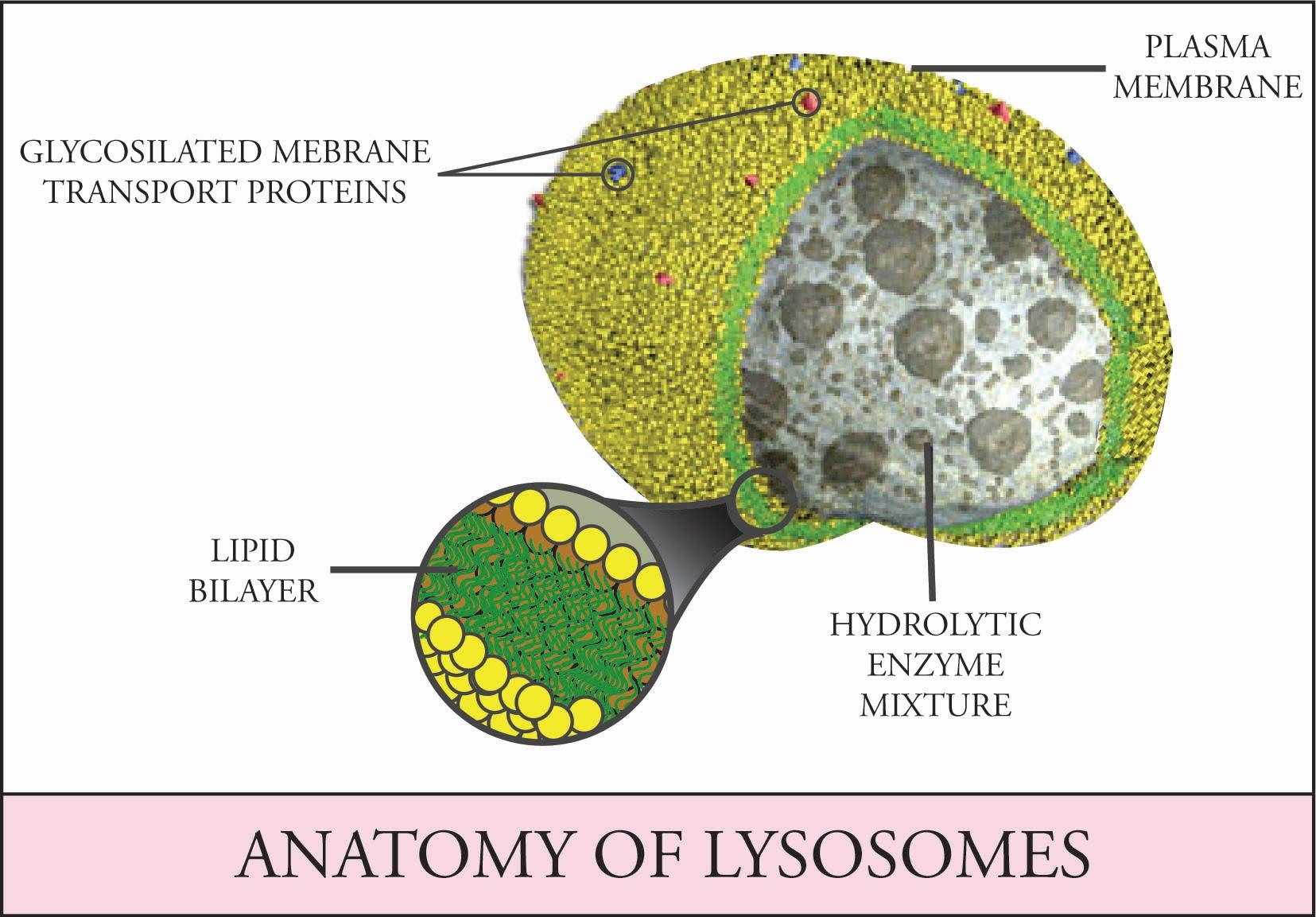 Lysosomal Enzymes List And Their Function Biology Brain, 59% OFF