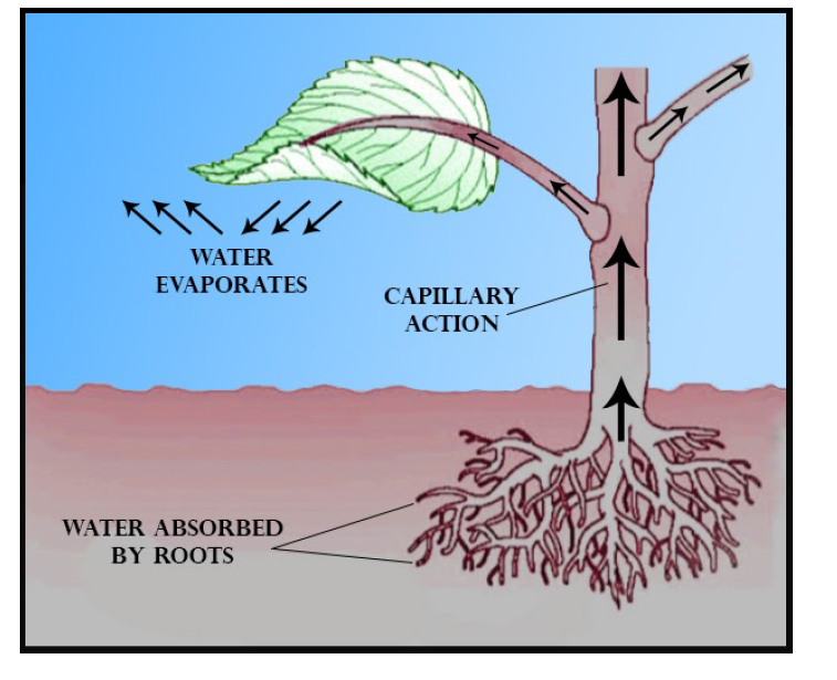 what-is-transpiration-explain-various-factors-affecting-it