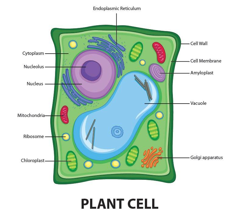 labeled plant cell diagram for kids