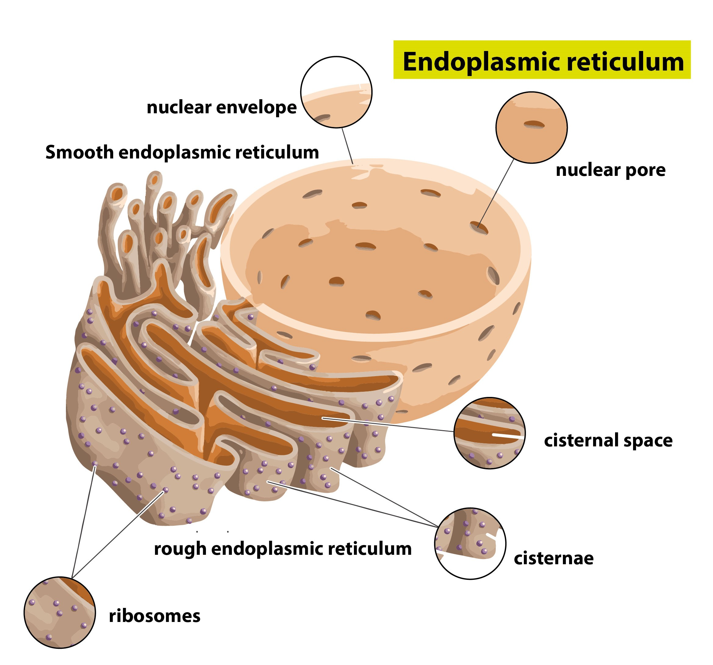 Endoplasmic Reticulum Diagram Class 9