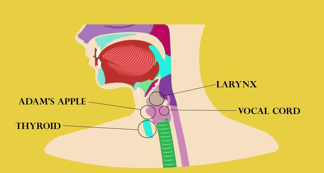 Endostyle metamorphoses into(A) Parathyroid(B) Thyroid(C) Thymus(D ...