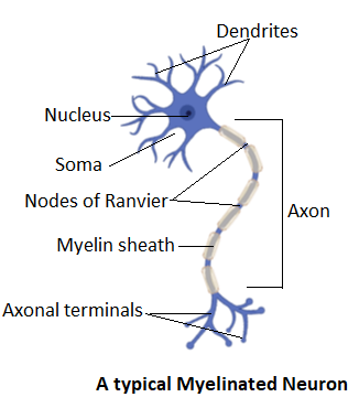 In a medullated nerve fibre, the conduction of Impulse is faster due to ...