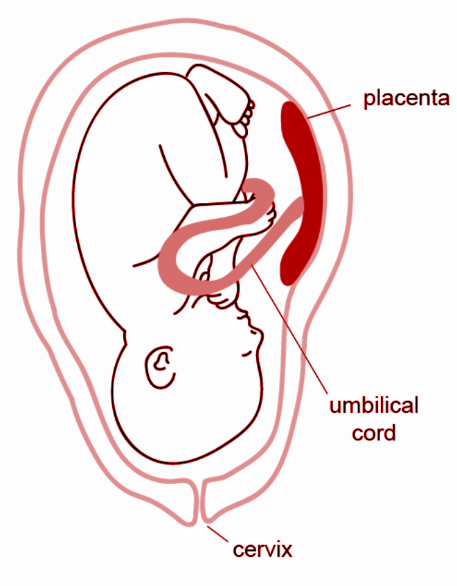 What Is The Placenta Write Two Functions Of The Placenta 