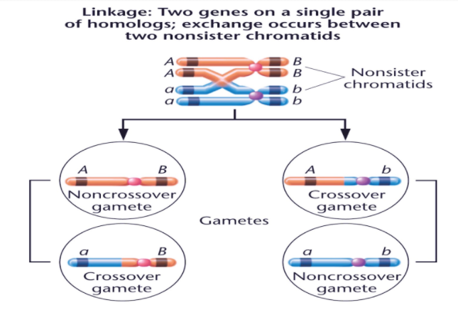 what is meant by linkage in genetics