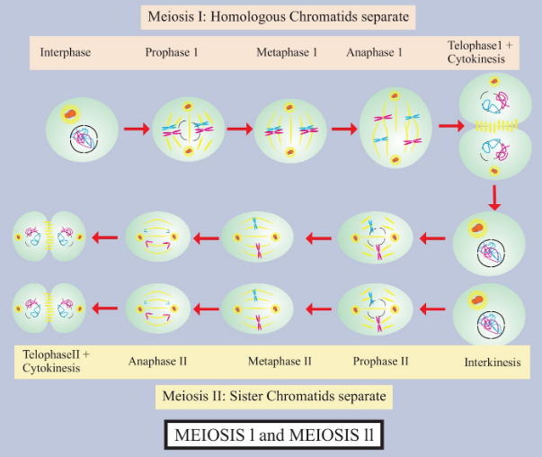 meiosis: crossing over - Students, Britannica Kids