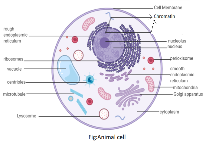 Animal Cell - Diagram, Organelles, and Characteristics