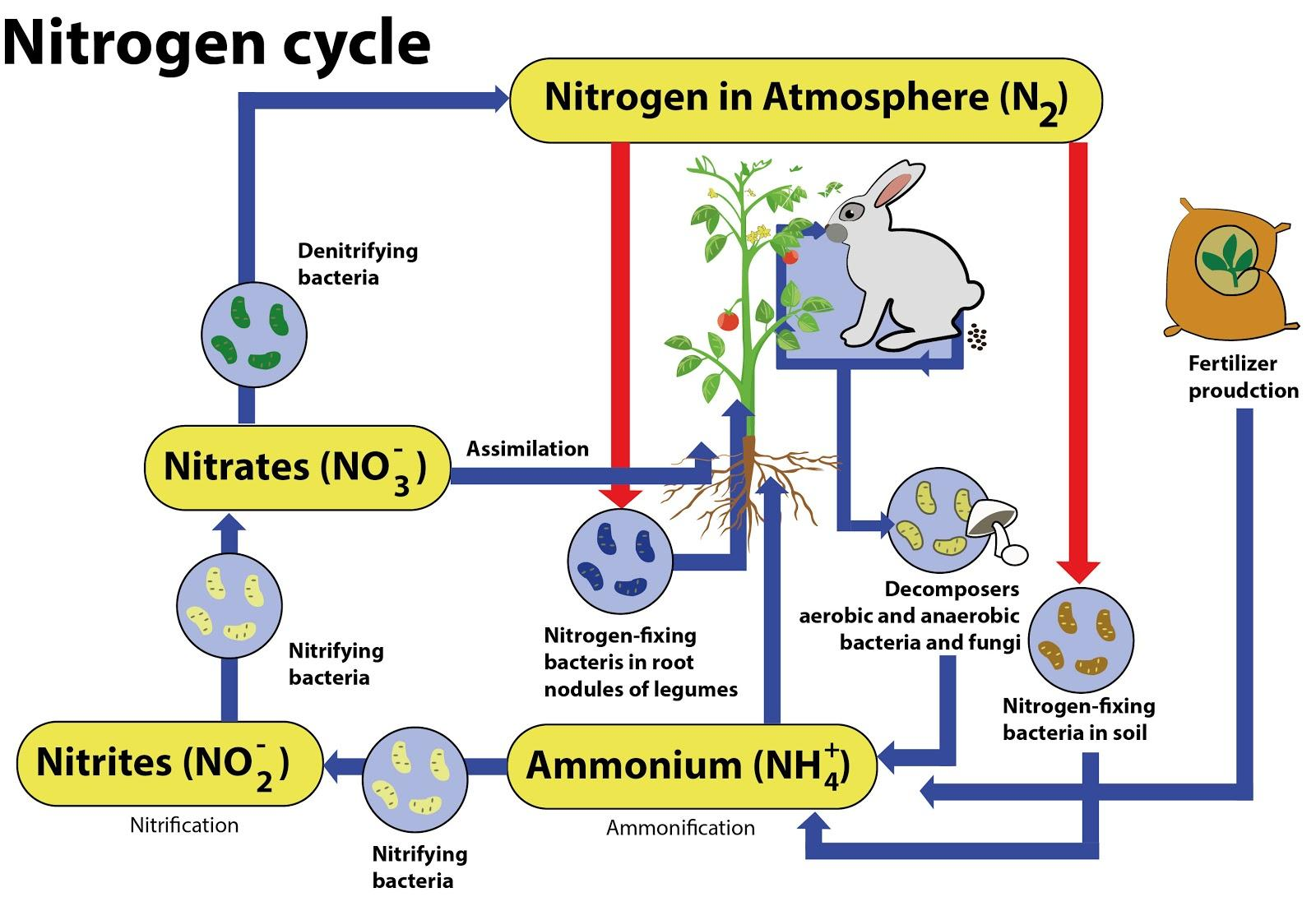 Label The Nitrogen Cycle Worksheet