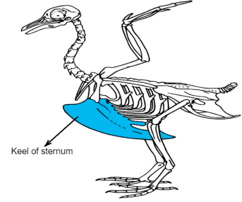 pectoral muscles in birds