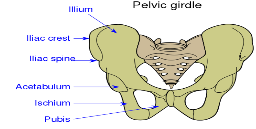 The coxal of the pelvic girdle is formed by the fusion ofA. Ilium ...