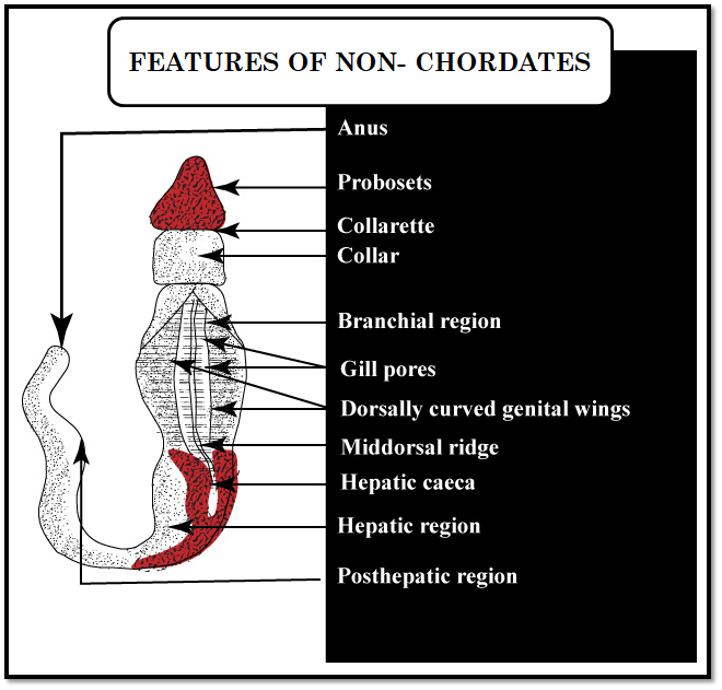 Chordates are distinguished from the non-chordates by the presence of