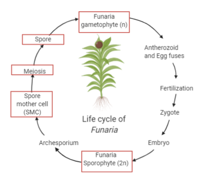 simple moss life cycle diagram