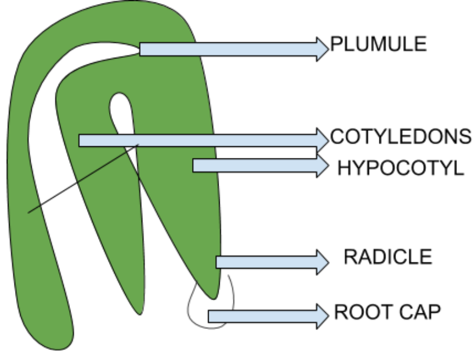 plant embryo epicotyl