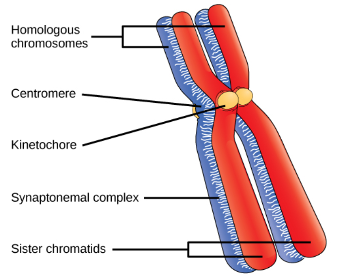 Draw the structure of the chromosome and label its parts.