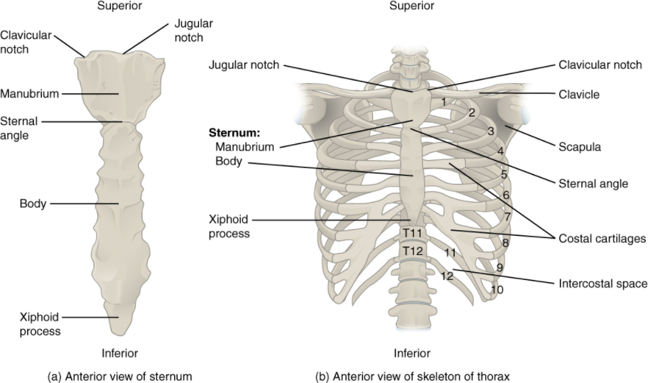 Explain The Structure Of The Rib Cage With A Neat Diagram What Are Its