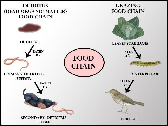 distinguish-between-a-grazing-food-chain-and-detritus-food-chain-b