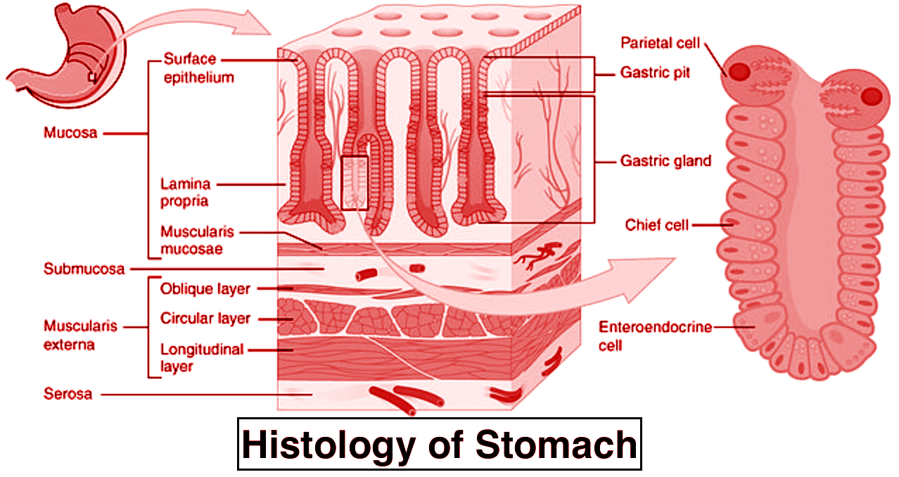 Поверхности клетки. Gastric Cells.