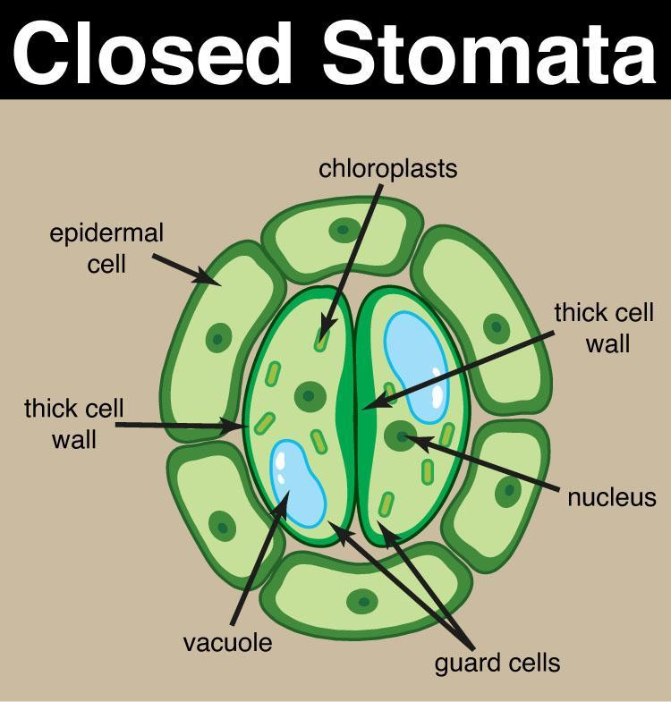 stomata diagram for kids