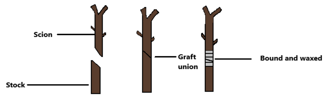 explain-the-process-of-grafting