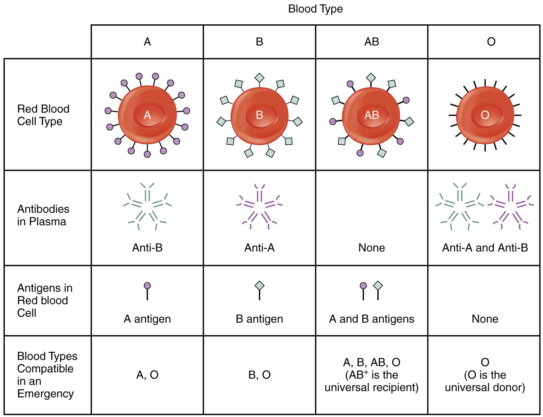 Explain The Basis Of Abo Blood Types